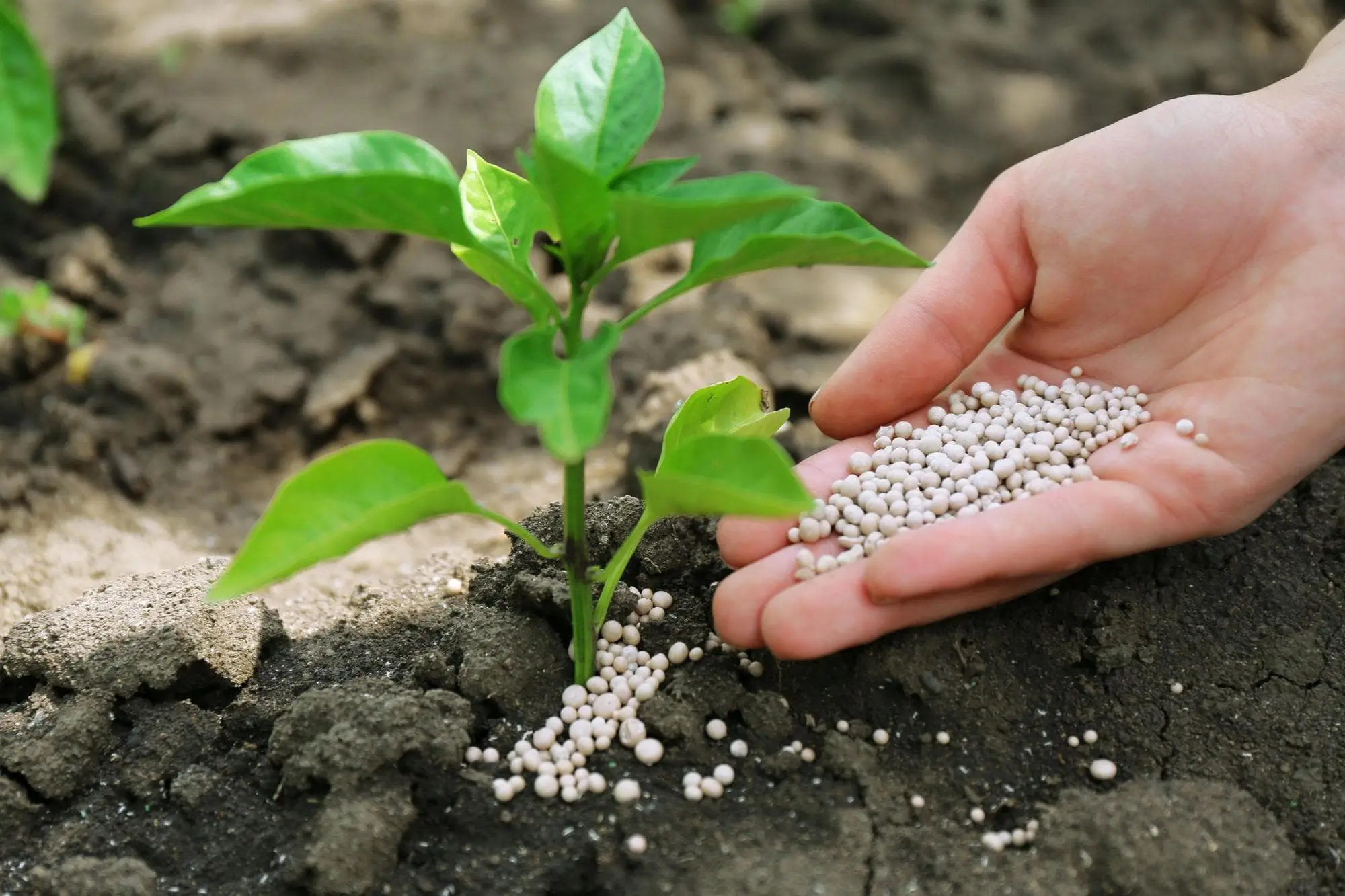 Inorganic chemicals and fertilizer granules